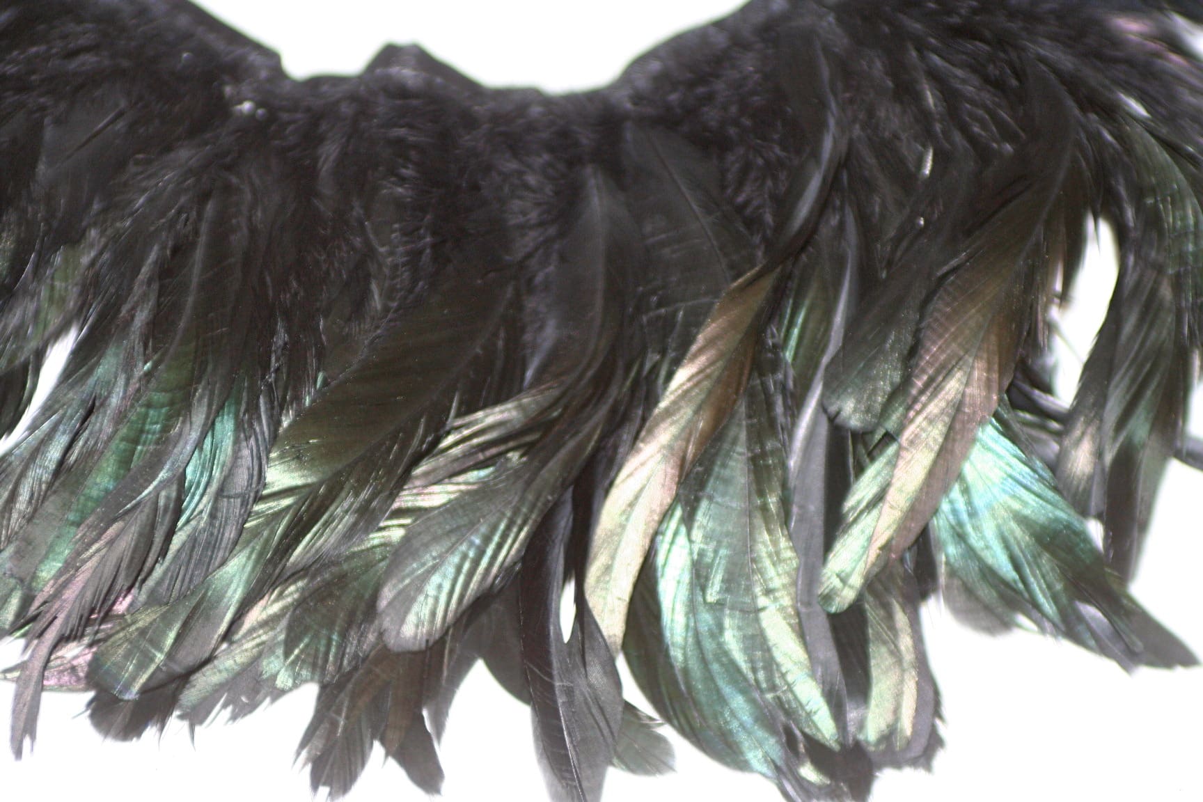12-14inch Coque Feather Fringe