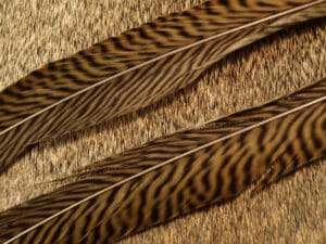 Golden Pheasant Feathers