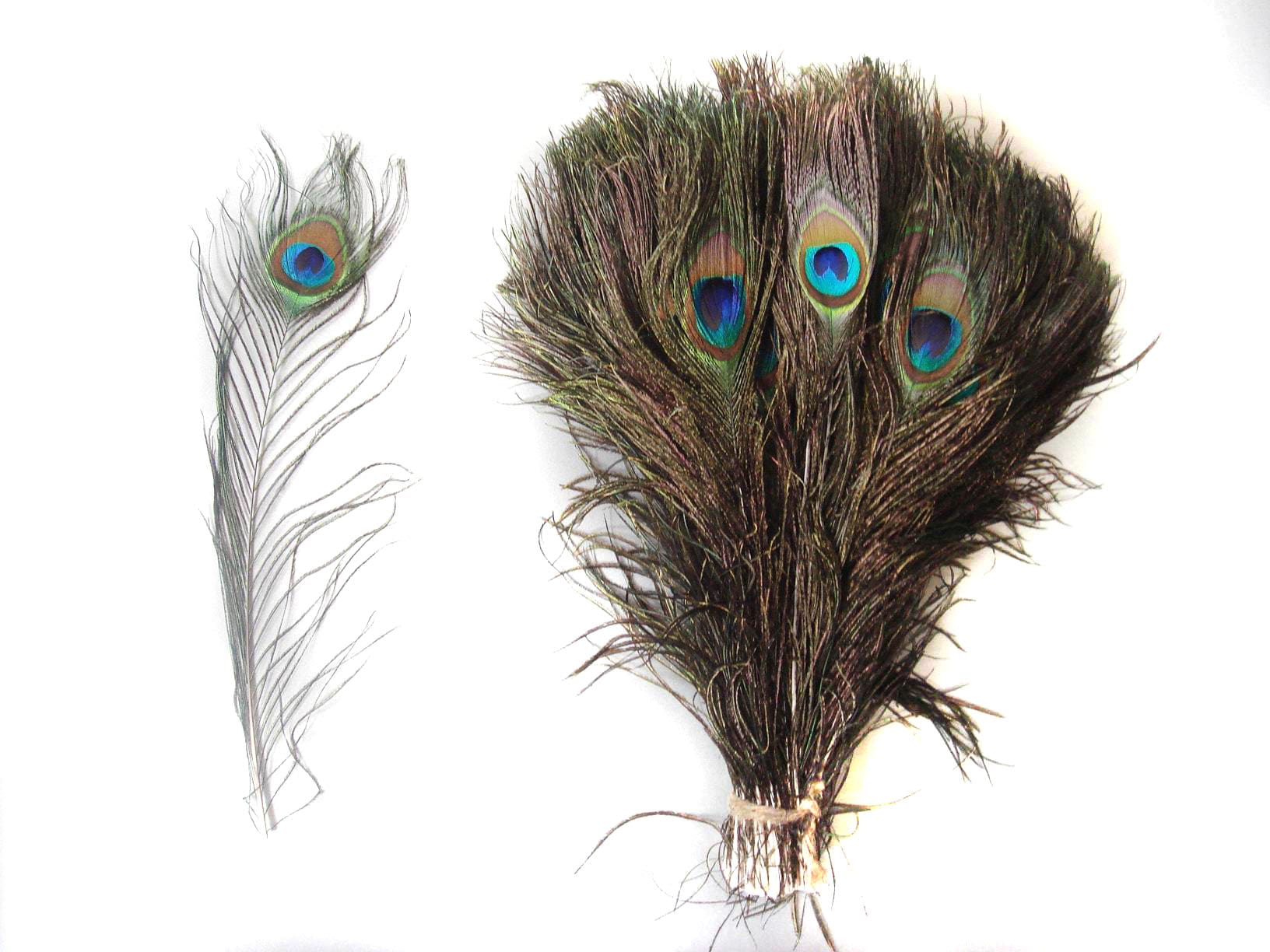 50 Peacock Feathers 10-12inch