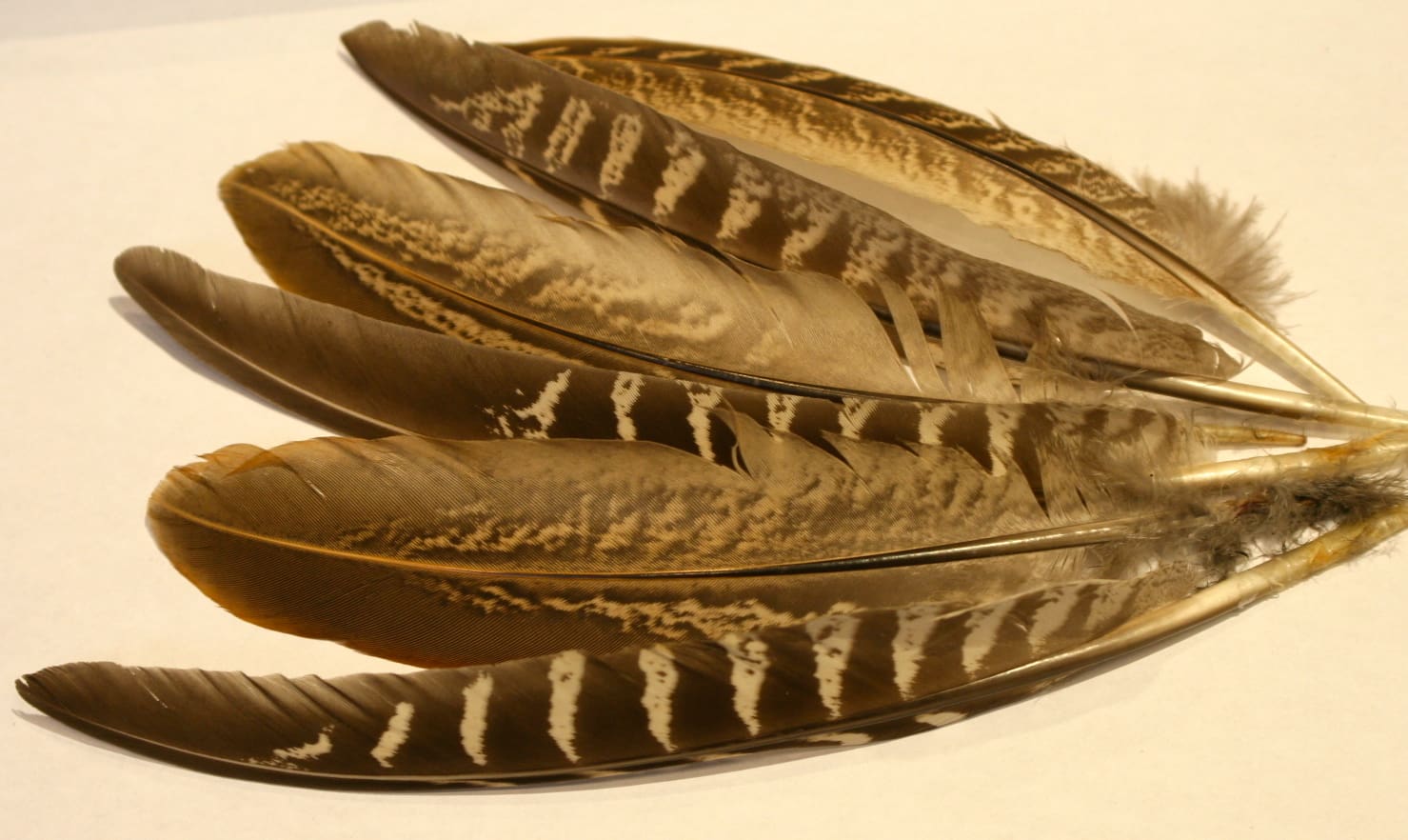 bag of hen pheasant wing feathers