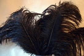 Black Ostrich Feathers  Plume
