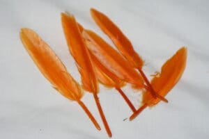 duck feathers
