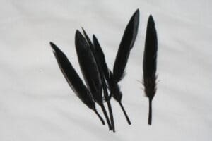 duck feathers black