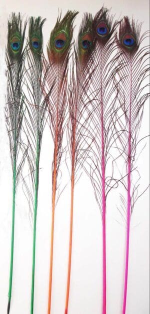 Dyed Peacock feathers all colours