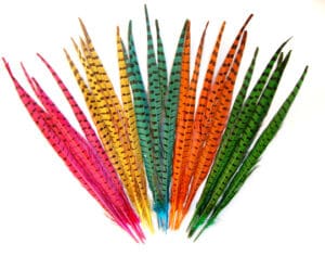 Dyed Pheasant any colour