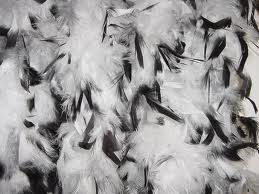 Feather Boa Chandelle White Black Tips