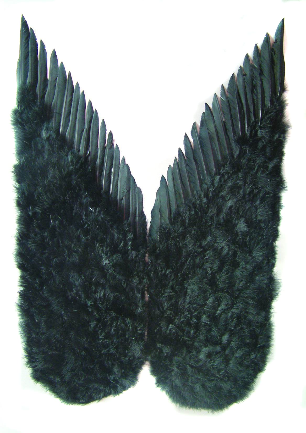 Feather wings black color