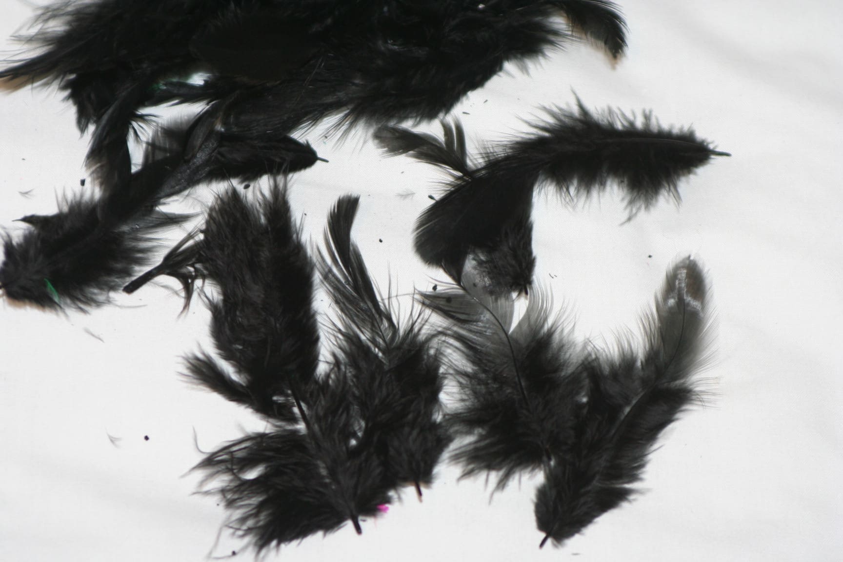 fluffy hen feathers Black