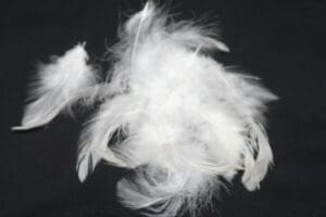 fluffy hen feathers white