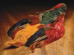 Golden Pheasant Skin