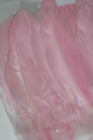 goose feathers
