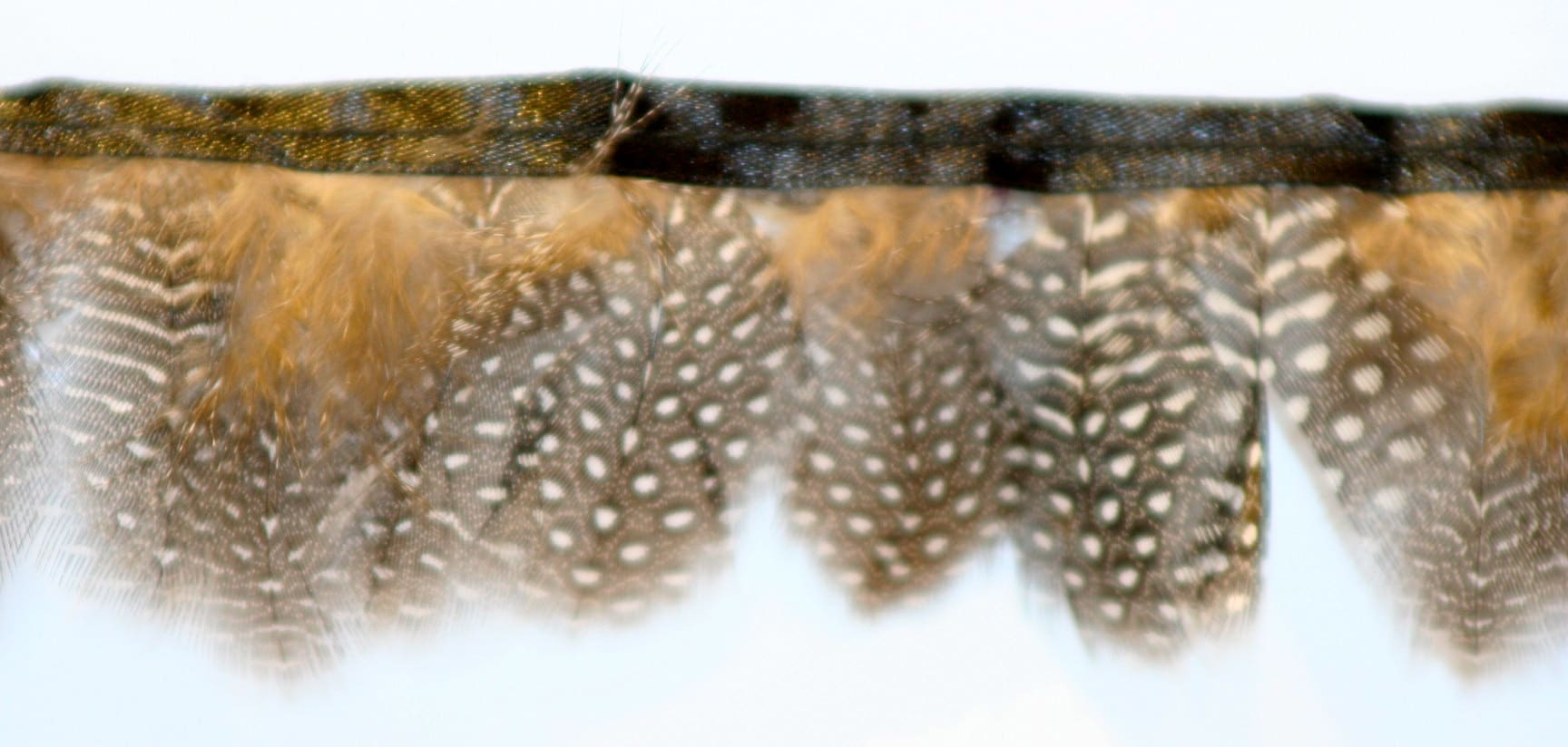 Guinea fowl Feather Fringe
