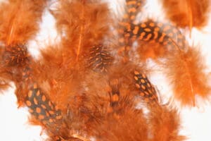 guinea fowl orange