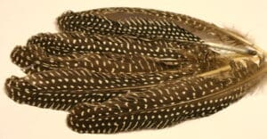 guinea fowl quill