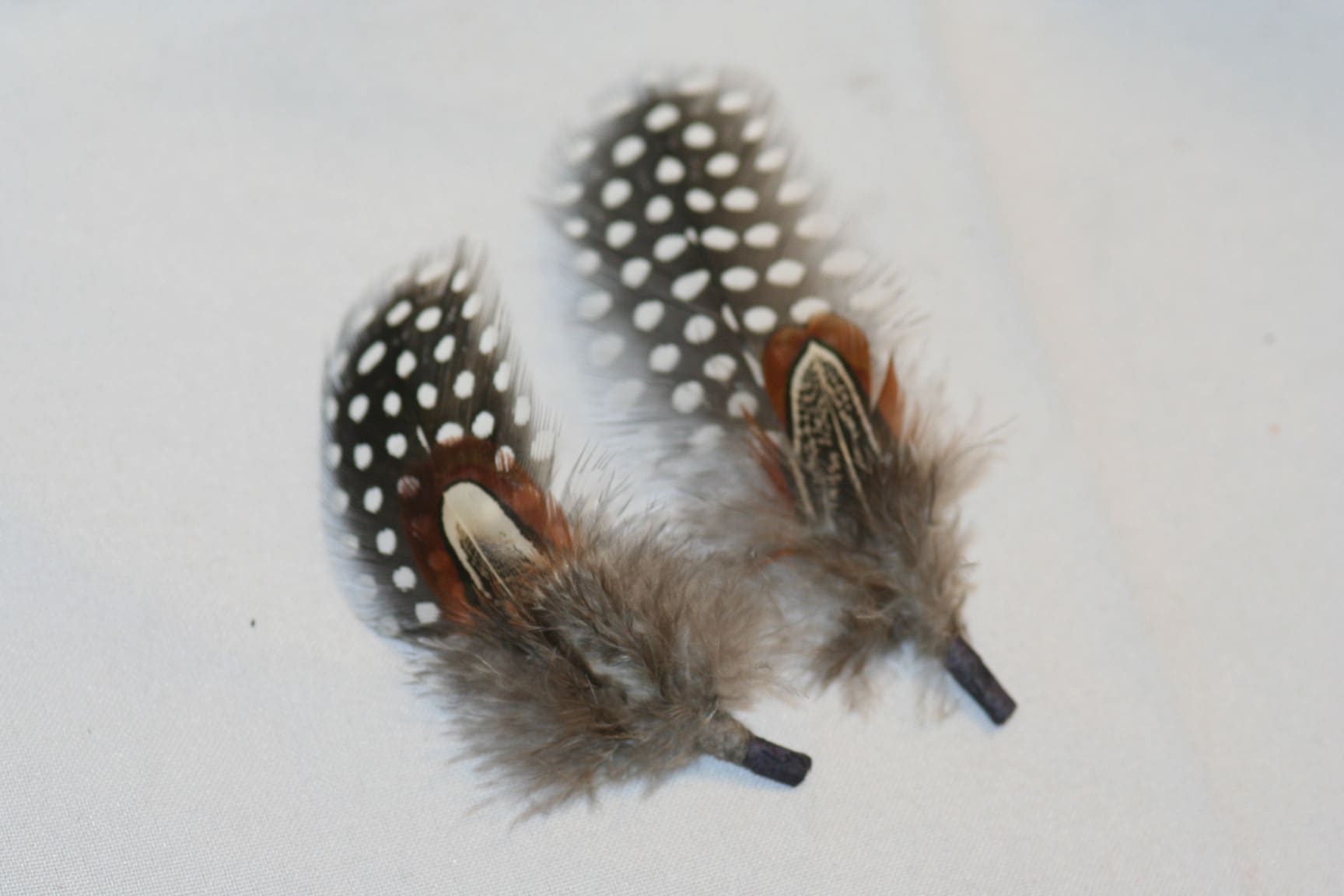 hat trim guinea and pheasant