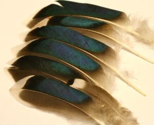 mallard duck wing feathers