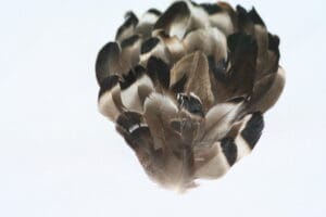 Millinary Feathers ap103