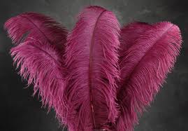 ostrich plume feather 22-24inch all colours