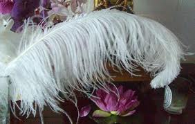 ostrich plume feather 26-28inch all colours