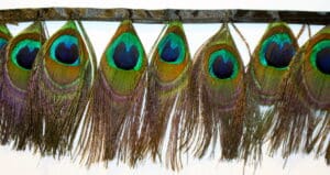 Peacock Feather Fringe