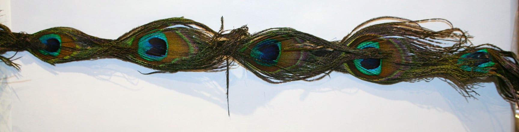 Peacock Feather Fringe eyes long ways
