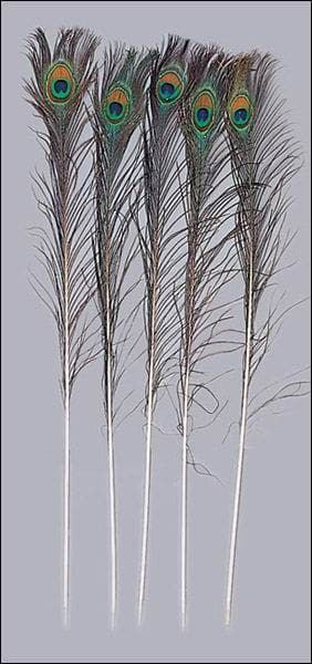 Long Peacock Feathers
