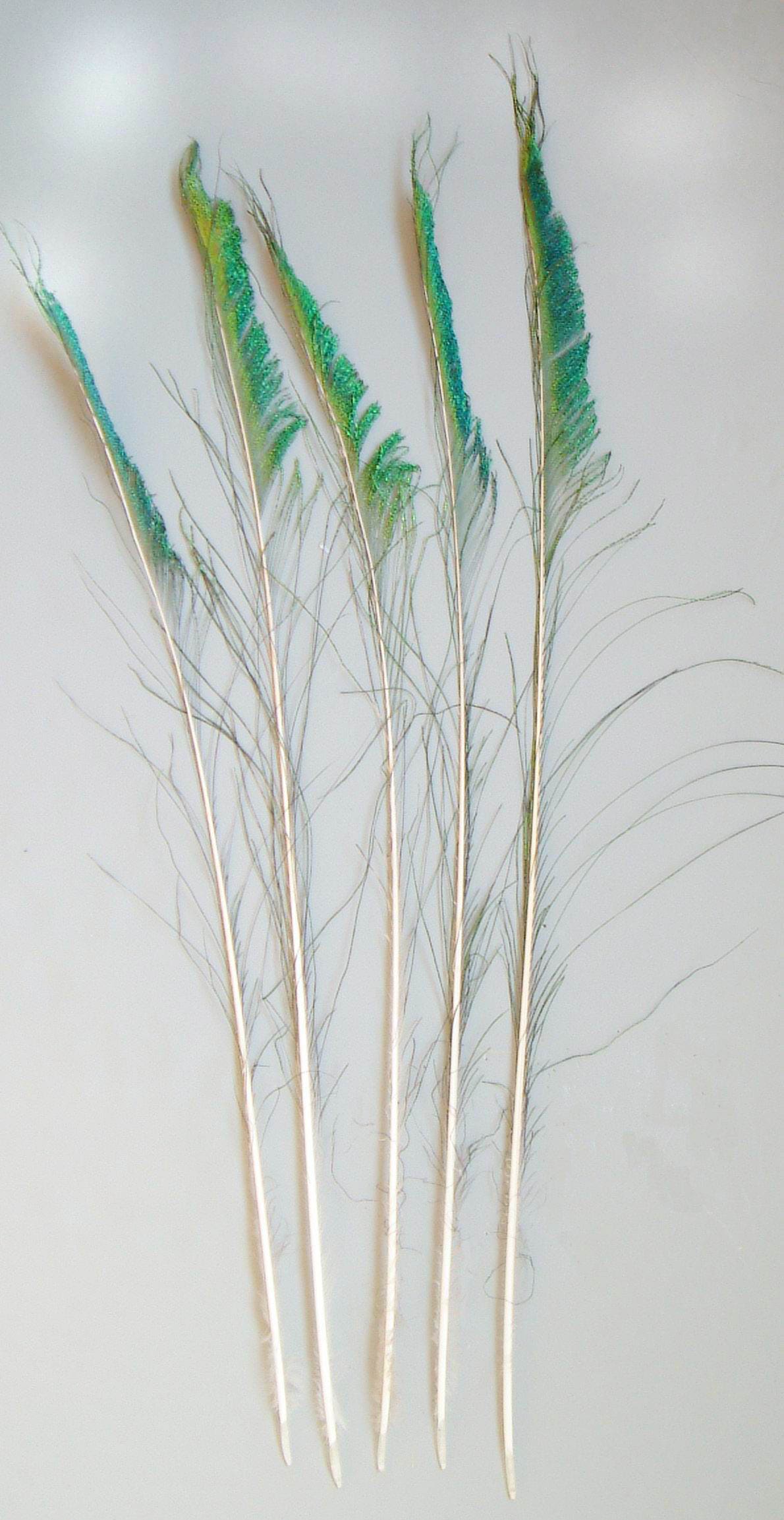 Peacock Feathers Sword