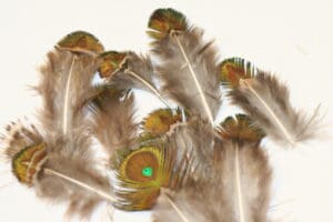 peacock plumage green