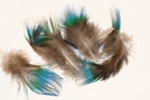 peacock plumage blue
