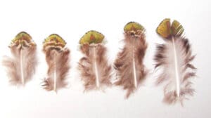 peacock plumage gold