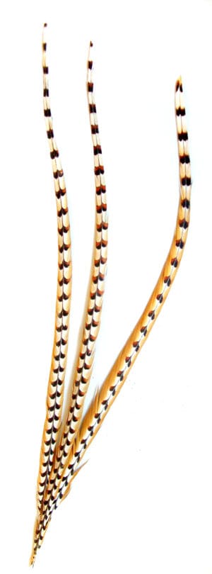 Reeves Pheasant Feathers