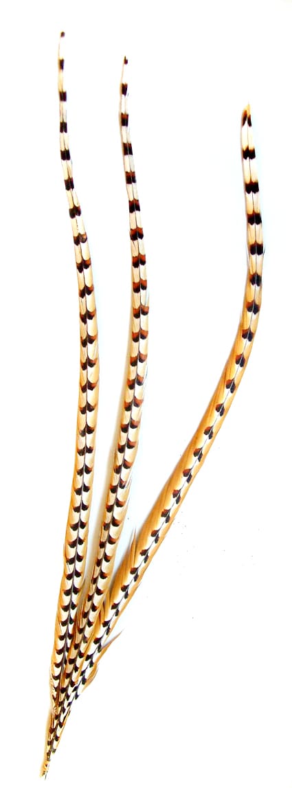Reeves Pheasant Feathers
