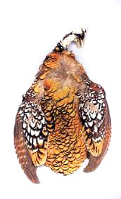 Reeves Pheasant skin