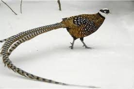 Reeves Pheasant Complete Tail