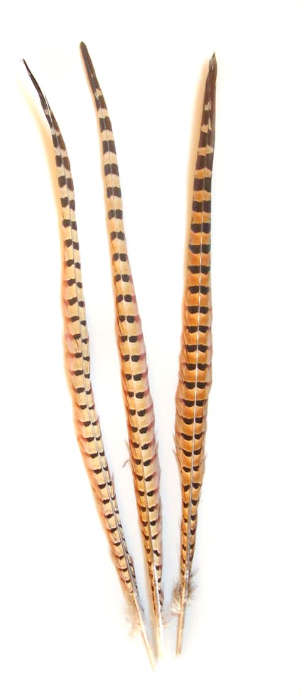 Ringneck Pheasant Feathers