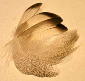 Tufted duck plumage feathers