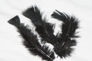 turkey feathers all colours