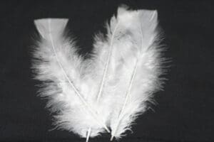 turkey feathers white