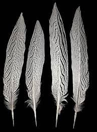 Silver Pheasant feather