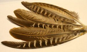 bag of hen pheasant wing feathers