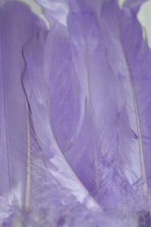 goose feathers