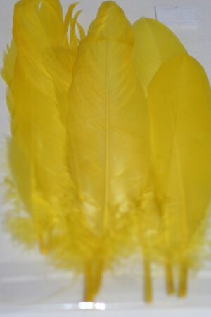 goose feathers